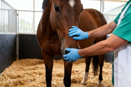 Un cheval bai dans un box paillé, examiné par un vétérinaire en tunique verte portant des gants bleus